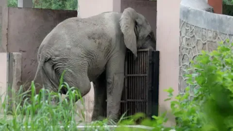 The Solitary Life and Death of Delhi’s Lone African Elephant