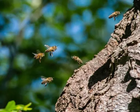 How Saving Honeybees Might Harm Wild Pollinators